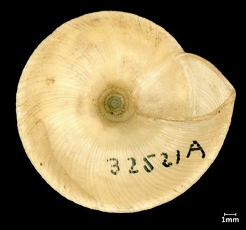 Media type: image;   Malacology 73590 Aspect: basal